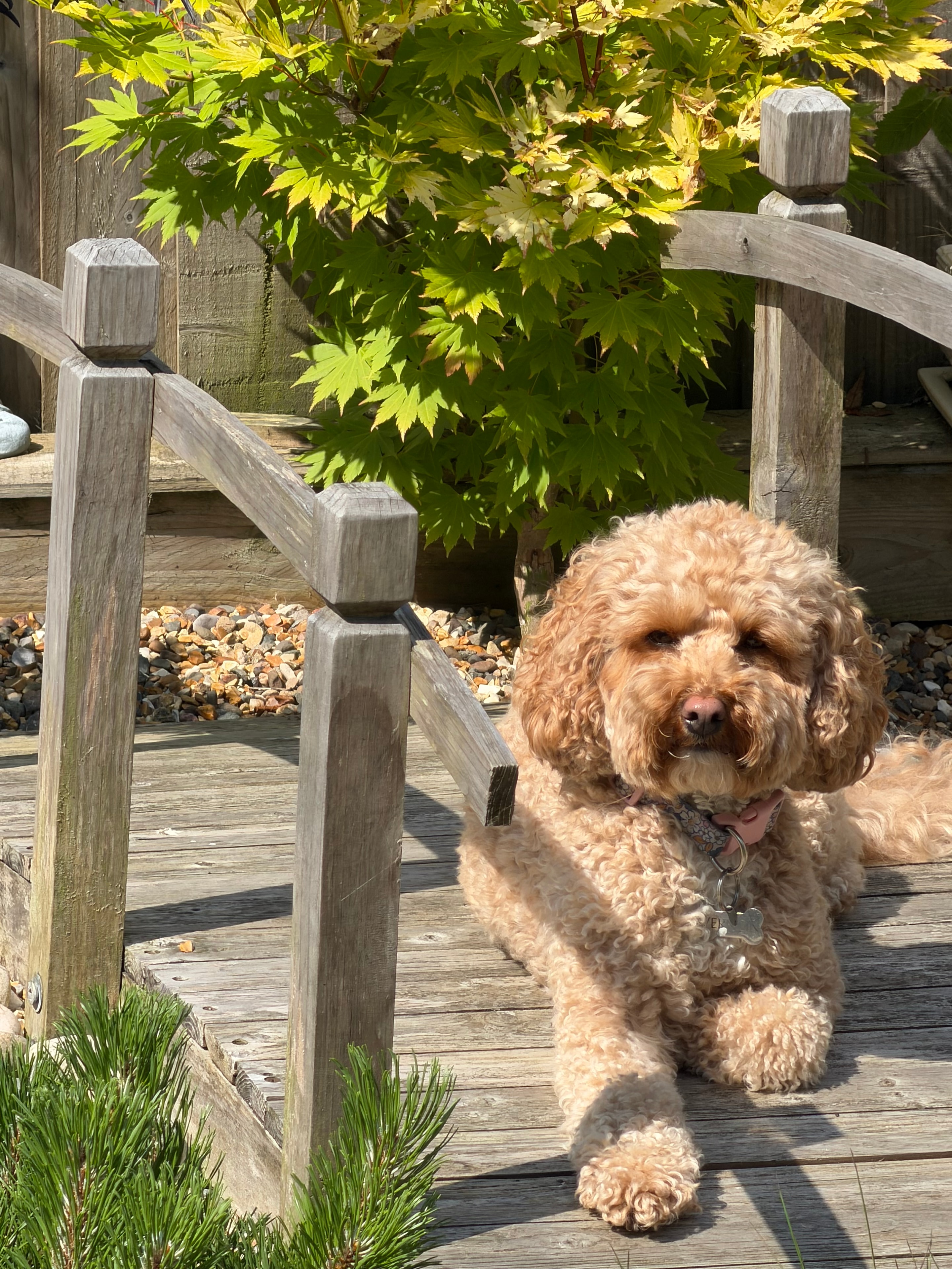 Bonnie, Head of First Impressions at ABC Arbour Barn Consultants